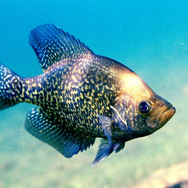 black-crappie