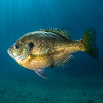 bluegill