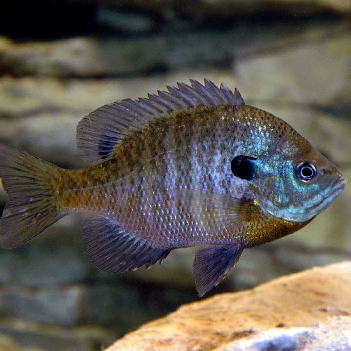 hybrid-bluegill